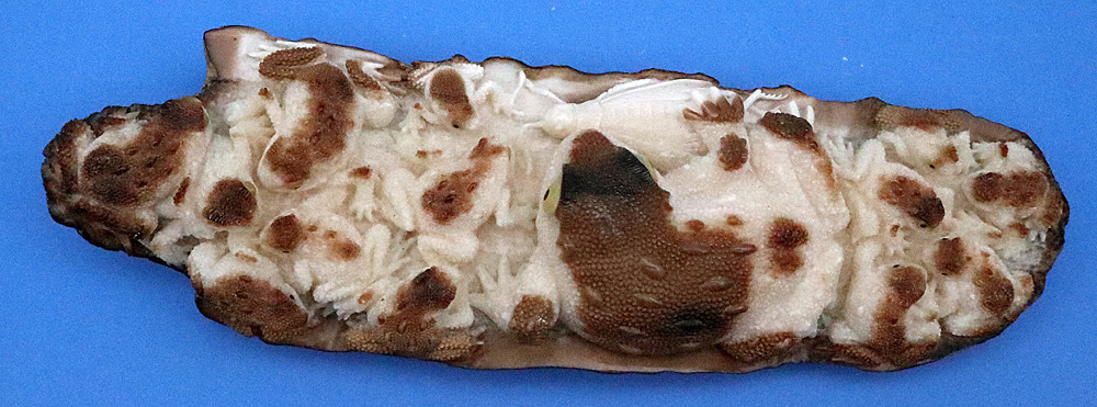 Fossilized Walrus Tusk Tree Frog Pin - Mima's Of Warwick, LLC