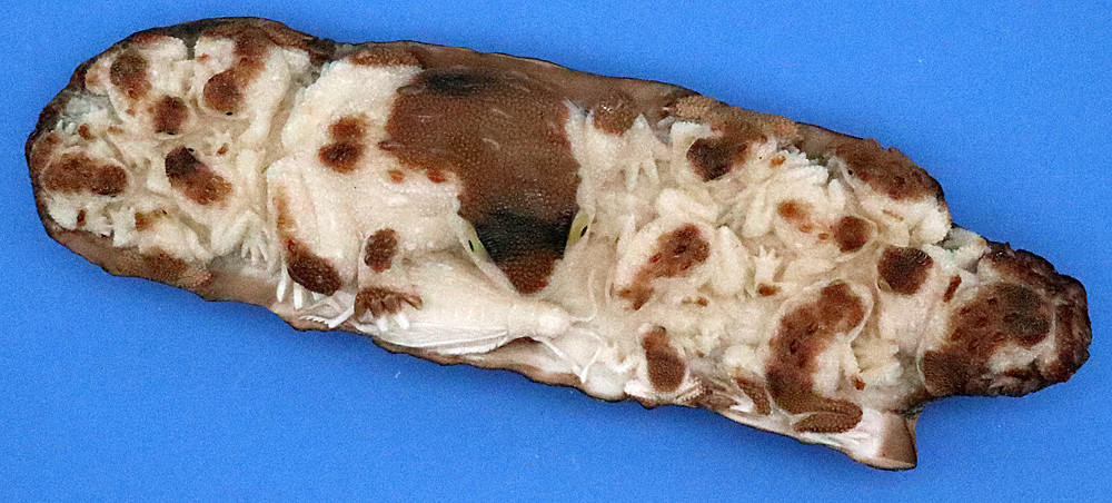 Fossilized Walrus Tusk Tree Frog Pin - Mima's Of Warwick, LLC