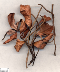 aidicha-yaocai-l.jpg aidicha-yaocai-l.jpg