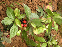 aidicha-yuantai-l.jpg aidicha-yuantai-l.jpg