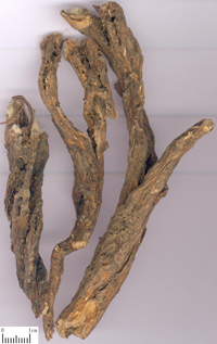 baitouweng-yaocai-l.jpg baitouweng-yaocai-l.jpg