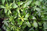 cangzhu-yuantai-l.jpg cangzhu-yuantai-l.jpg