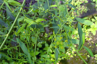 chaihu-yuantai-l.jpg chaihu-yuantai-l.jpg