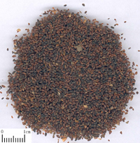 cheqianzi-yaocai-l.jpg cheqianzi-yaocai-l.jpg