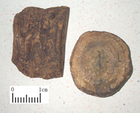 dahuang-yaocai-l.jpg dahuang-yaocai-l.jpg
