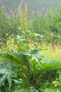 dahuang-yuantai-l.jpg dahuang-yuantai-l.jpg