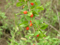 digupi-yuantai-l.jpg digupi-yuantai-l.jpg