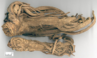 duhuo-yaocai-l.jpg duhuo-yaocai-l.jpg