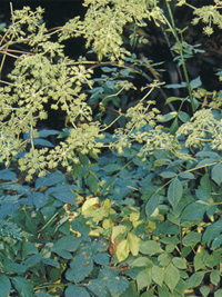 duhuo-yuantai-l.jpg duhuo-yuantai-l.jpg