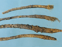 fangfeng-yaocai-l.jpg fangfeng-yaocai-l.jpg