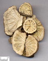 fangji-yinpian-l.jpg fangji-yinpian-l.jpg
