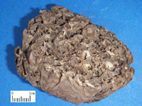 fengfang-yaocai-l.jpg fengfang-yaocai-l.jpg