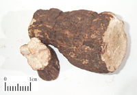 fuling-yaocai-l.jpg fuling-yaocai-l.jpg