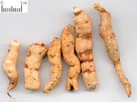gansui-yaocai-l.jpg gansui-yaocai-l.jpg