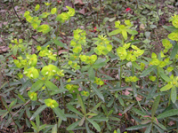 gansui-yuantai-l.jpg gansui-yuantai-l.jpg