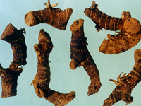 gaoliangjiang-yaocai-l.jpg gaoliangjiang-yaocai-l.jpg
