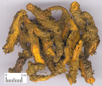 huanglian-yaocai-l.jpg huanglian-yaocai-l.jpg