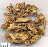 huangqin-yinpian-l.jpg huangqin-yinpian-l.jpg