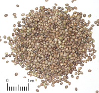 huomaren-yaocai-l.jpg huomaren-yaocai-l.jpg