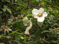 jinyingzi-yuantai-l.jpg jinyingzi-yuantai-l.jpg