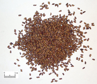 juemingzi-yaocai-l.jpg juemingzi-yaocai-l.jpg