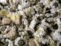juhua-yaocai-l.jpg juhua-yaocai-l.jpg