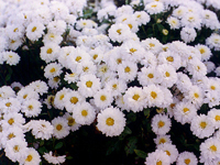 juhua-yuantai-l.jpg juhua-yuantai-l.jpg