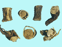 kushen-yaocai-l.jpg kushen-yaocai-l.jpg