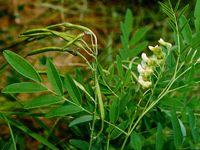 kushen-yuantai-l.jpg kushen-yuantai-l.jpg