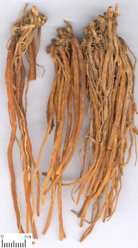 longdan-yaocai-l.jpg longdan-yaocai-l.jpg