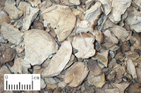 mabo-yinpian-l.jpg mabo-yinpian-l.jpg
