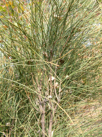 mahuang-yuantai-l.jpg mahuang-yuantai-l.jpg