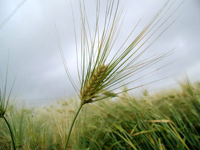 maiya-yuantai-l.jpg maiya-yuantai-l.jpg
