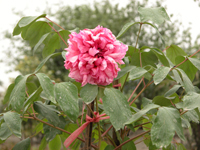 mudanpi-yuantai-l.jpg mudanpi-yuantai-l.jpg