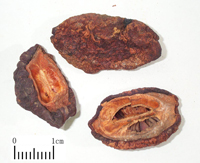 mugua-yaocai-l.jpg mugua-yaocai-l.jpg
