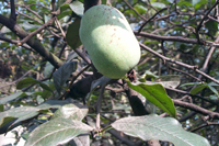mugua-yuantai-l.jpg mugua-yuantai-l.jpg