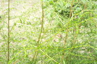 qinghao-yuantai-l.jpg qinghao-yuantai-l.jpg