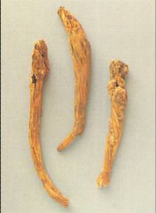 qinjiao1.jpg qinjiao1.jpg