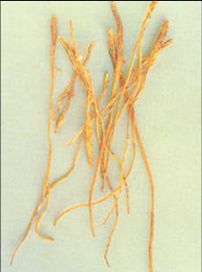 qinjiao3.jpg qinjiao3.jpg
