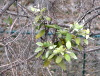 sangjisheng-yuantai-l.jpg sangjisheng-yuantai-l.jpg