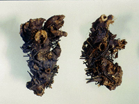 shengma-yaocai-l.jpg shengma-yaocai-l.jpg