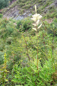 shengma-yuantai-l.jpg shengma-yuantai-l.jpg