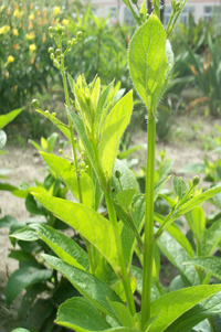 xuanshen-yuantai-l.jpg xuanshen-yuantai-l.jpg