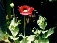 yingshuqiao-yuantai-l.jpg yingshuqiao-yuantai-l.jpg
