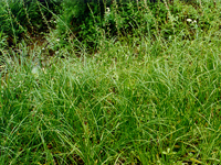 zhimu-yuantai-l.jpg zhimu-yuantai-l.jpg