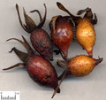 JinYingZi (Cherokee Rose Fruit)---金樱子（powder100g/bottle)