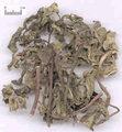 Bohe ( Mint )---薄荷