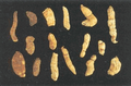 Gansui ( Tuber Aconiti/Gansui Root )---甘遂