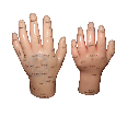 Hands Acupuncture Model ( natural size) 5‘