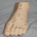 feet acupuncture model (6‘)